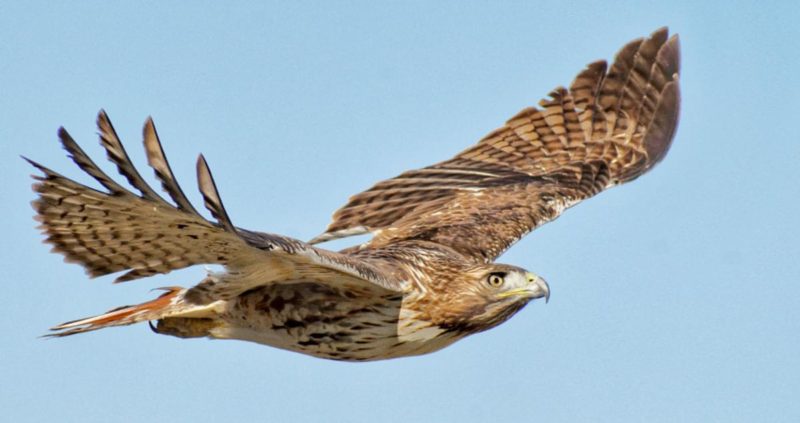Hawks